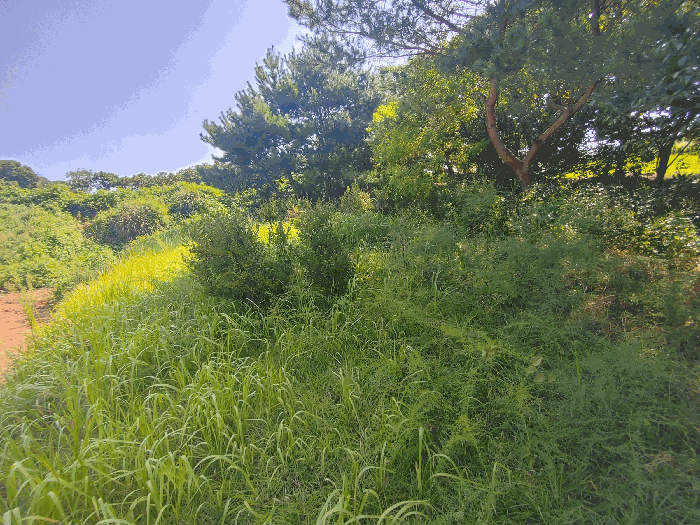 사진 12