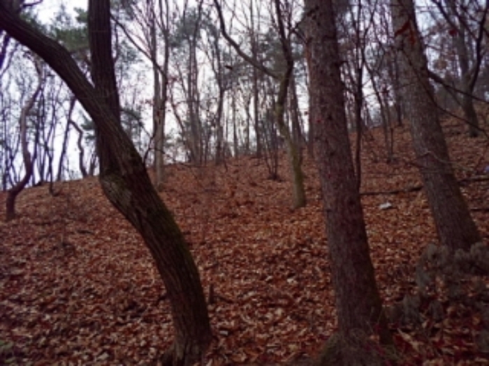 사진 33