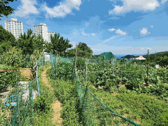 사진 11