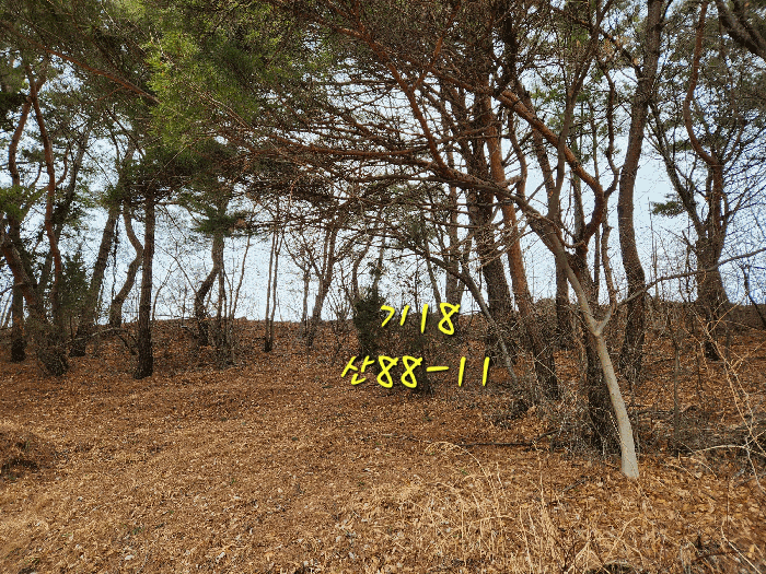 사진 63