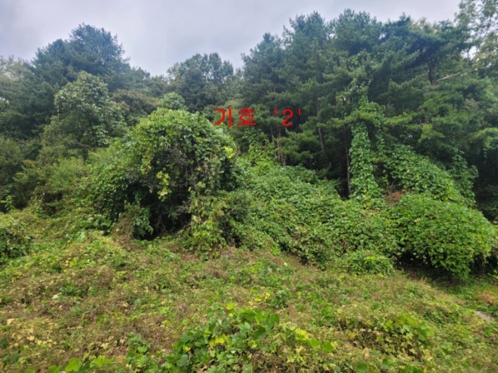 사진 12