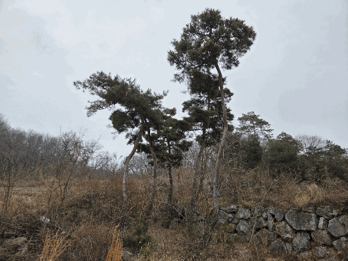 사진 12