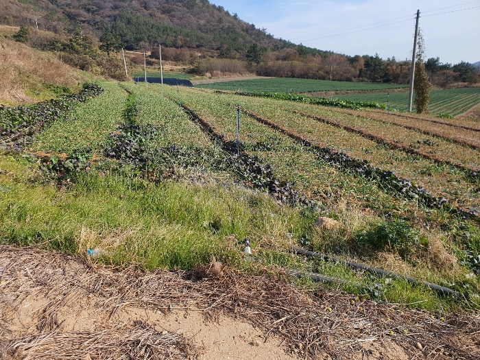 사진 12