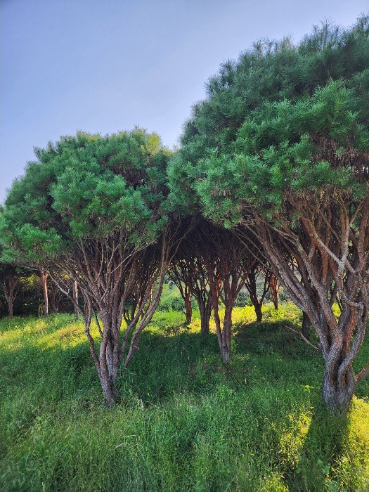 사진 12
